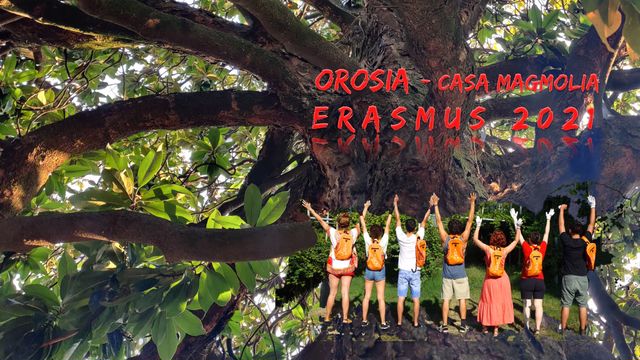 orosia erasmus